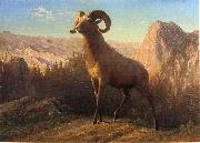 Albert Bierstadt, A Rocky Mountain Sheep, Ovis, Montana